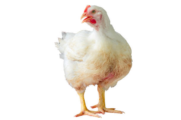 Broiler chicken